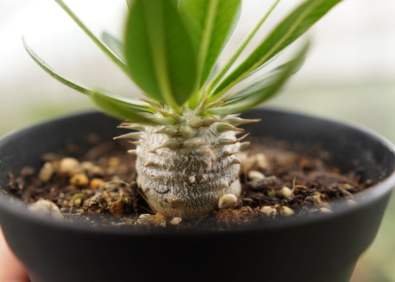 パキポディウム 恵比寿大黒 NO.2 | mana's farm:塊根植物・アガベ