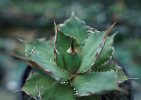 アガベ　チタノタ　FO-76　agave titanota  FO-76　No.3