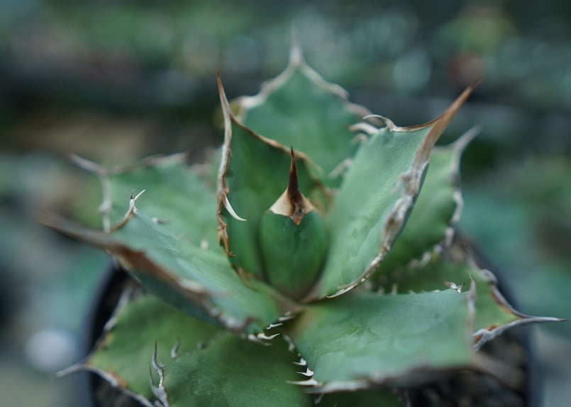 アガベ チタノタ FO-76 agave titanota FO-76 No.3 | man