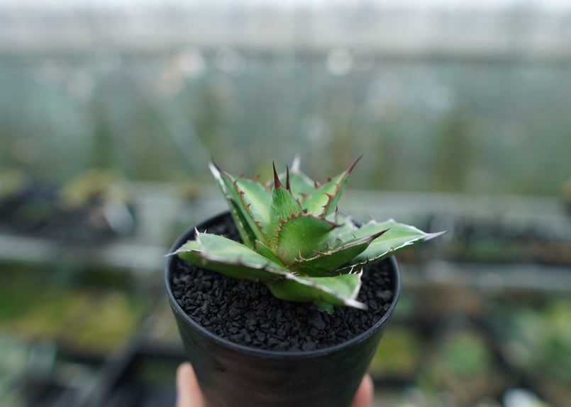 アガベ チタノタ×ケルチョベイ Agave titanota x kerchovei | ma