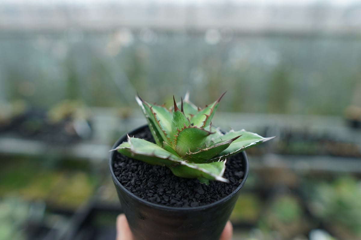アガベ チタノタ×ケルチョベイ Agave titanota x kerchovei | ma