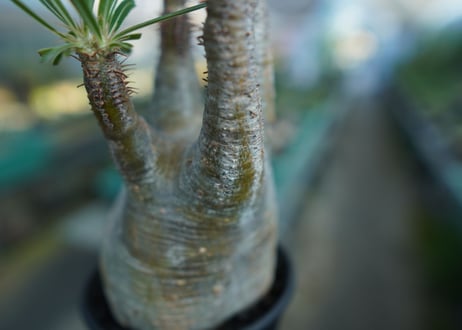 パキポディウム　グラキリス　 Pachypodium Gracilius  No.5