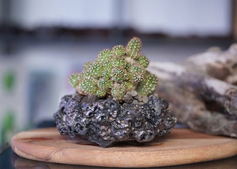 Rebutia perplexa