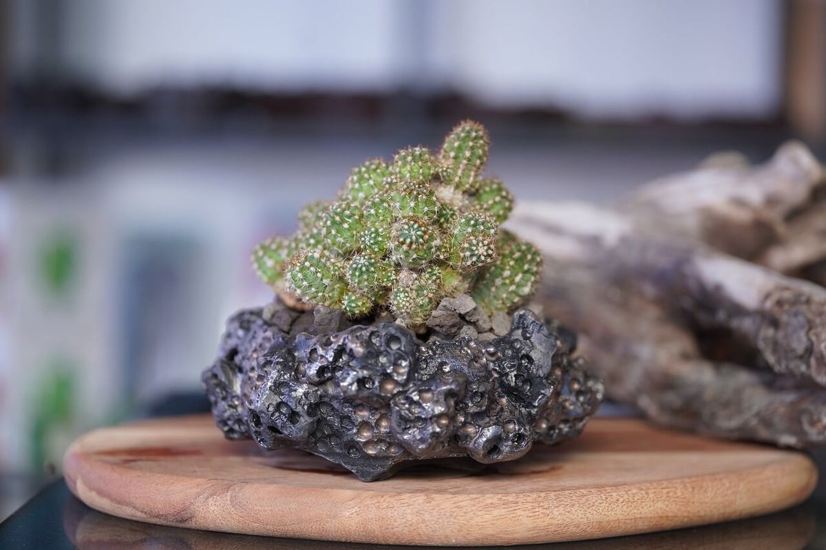 Rebutia perplexa | mana's farm:塊根植物・アガベ・ドライガーデン