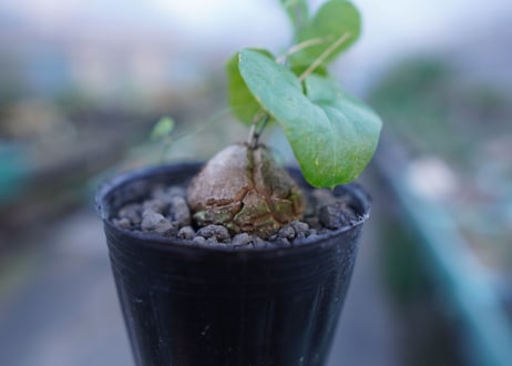 亀甲竜　Dioscorea elephantipes　No.9