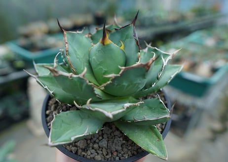 アガベ　チタノタ　FO-76　agave titanota  FO-76