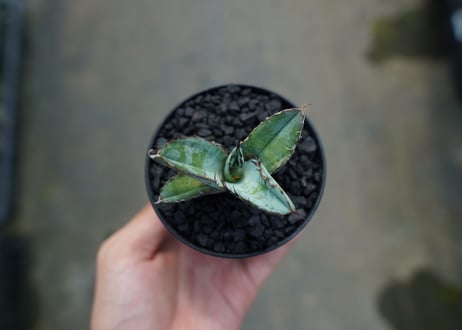 アガベ　チタノタ　 ブラックアンドブルー 　Agave titanota black and blue　No.7