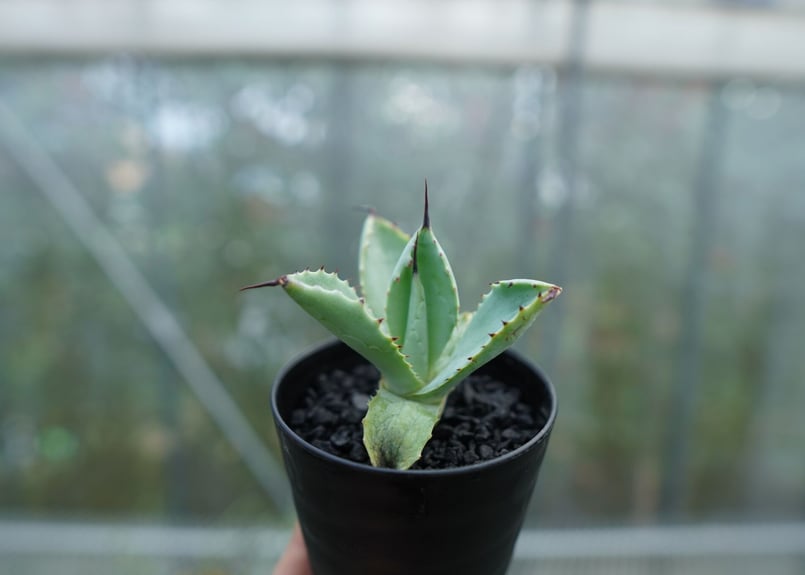 抜き苗】アガベ マクロアカンサ×ポタトラム Agave macroacantha
