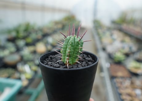 ユーフォルビア　フェロックス　Euphorbia ferox