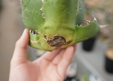 agave titanota  ソーラーエクリプス