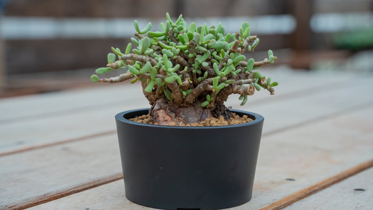 ケラリア ピグマエア | mana's green:塊根植物販売|マナズグリーン ケラリア ピグマエア | mana's green:塊根植物販売|マナズグリーン