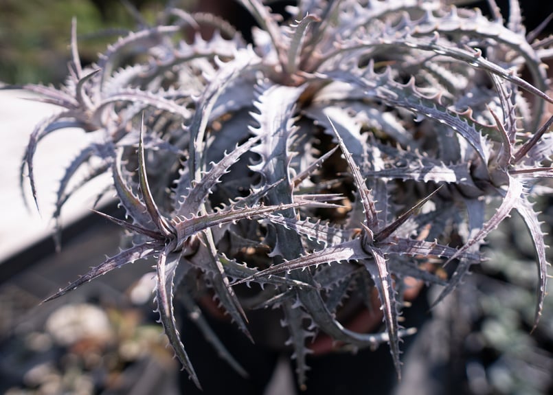 Dyckia goehringii var.lemei (new form) カキコ | ma