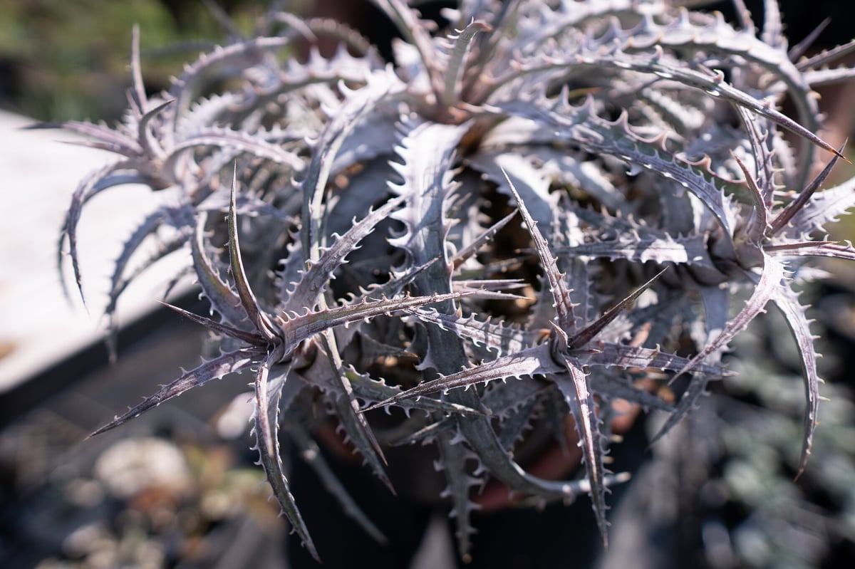 Dyckia 'goehringii' ver.lemei ディッキア　発根済み Dyckia 'goehringii' ver.lemei ディッキア 発根済み - メルカリ