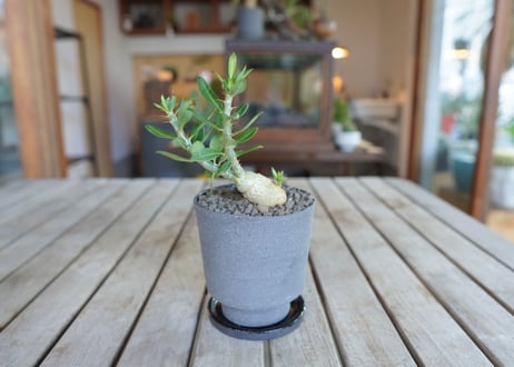 パキポディウム サキュレンタム Pachypodium succulentum