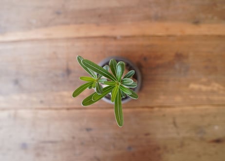 パキポディウム　グラキリス　 Pachypodium Gracilius