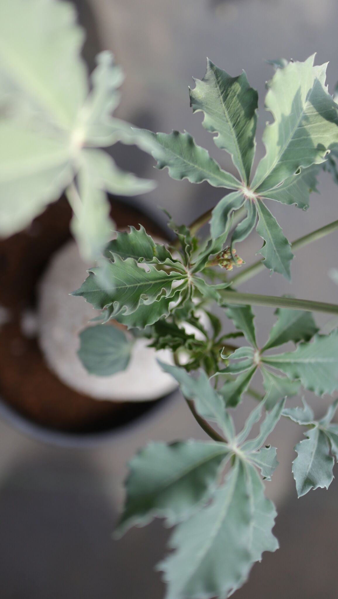 ヤトロファ ベルランディエリ 錦珊瑚 | mana's farm:塊根植物・アガベ