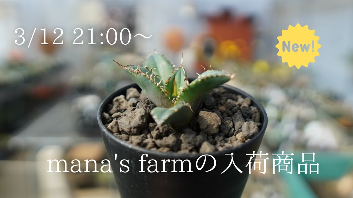 非売品のカキコ株をオンライン限定で販売します！ | mana's farm:塊根