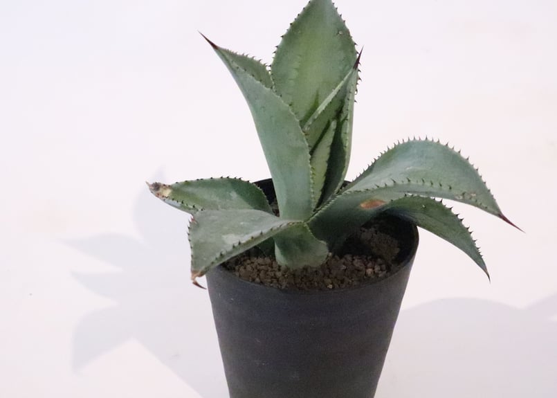 アガベ ドラゴントゥース | mana's farm:塊根植物・アガベ・ドライ