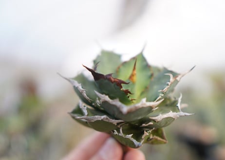 agave titanota  FO-76　No.2