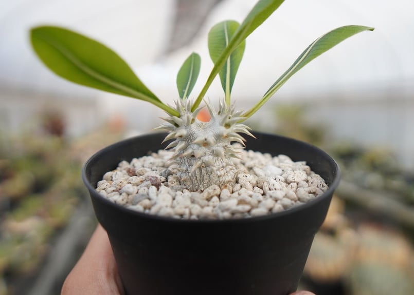 パキポディウム 恵比寿大黒 Pachypodium Densicaule No.2 | man