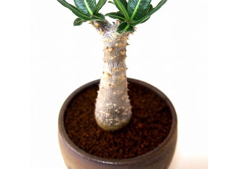 Pachypodium Tackyi　パキポディウム　タッキー