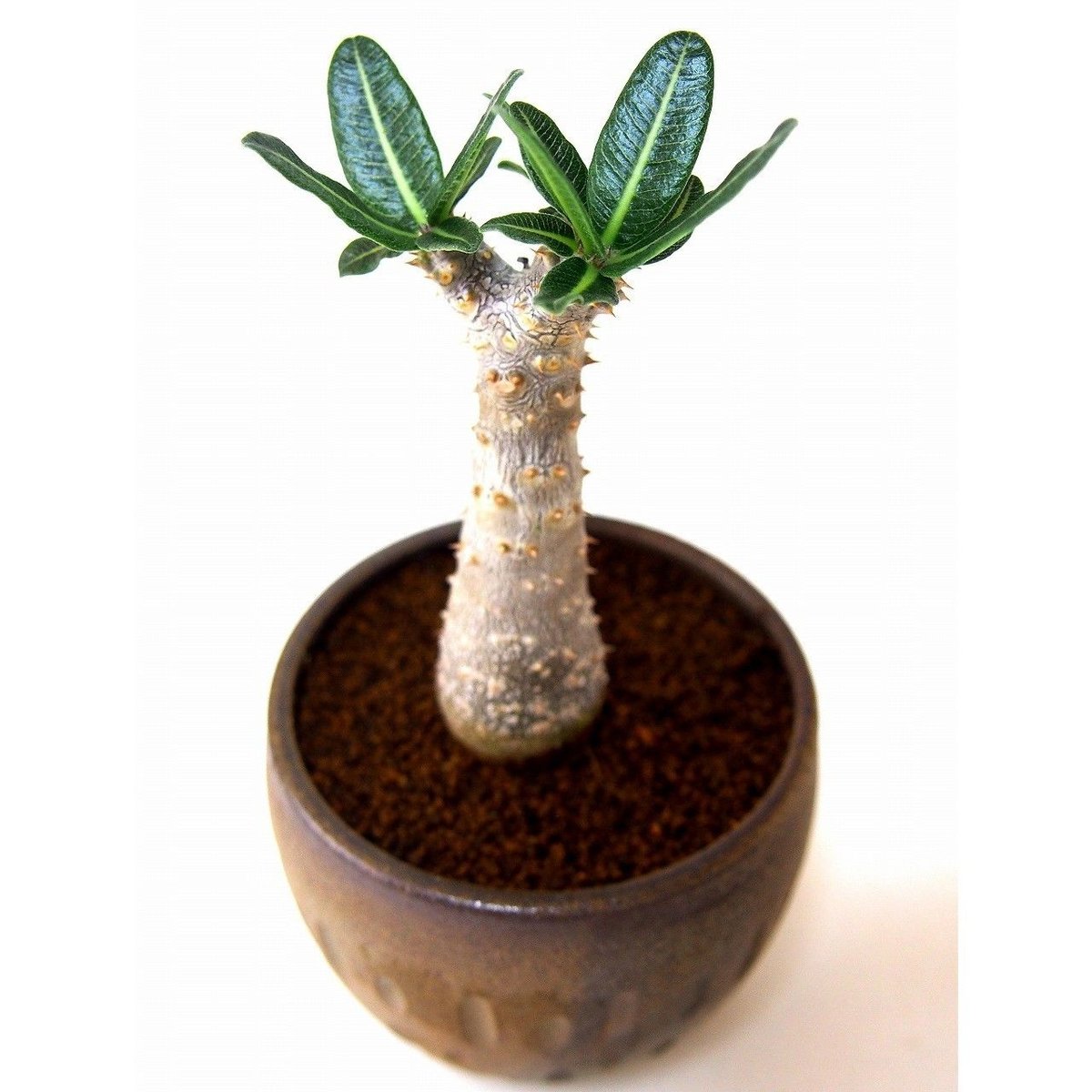 パキポディウム　タッキー　Pachypodium Tackyi pachypodium tackyi《M size》希少種※littmon seed 4年株※