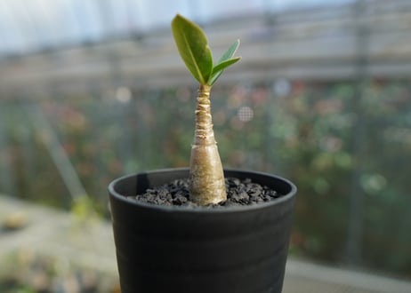 アデニウム　Adenium  No.2