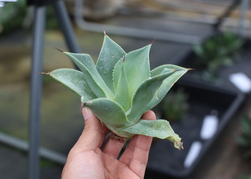 Agave Blue flame x isthmensis | mana's farm:塊根植
