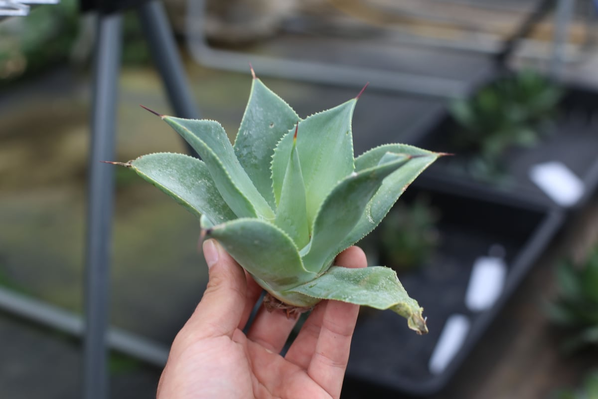 Agave Blue flame x isthmensis | mana's green:塊根 Agave Blue flame x isthmensis | mana's green:塊根