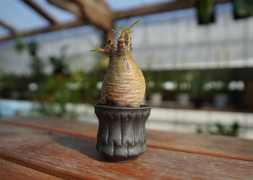 グラキリス　塊根植物 パキポディウム グラキリス | mana's farm:塊根植物・アガベ・ドライ