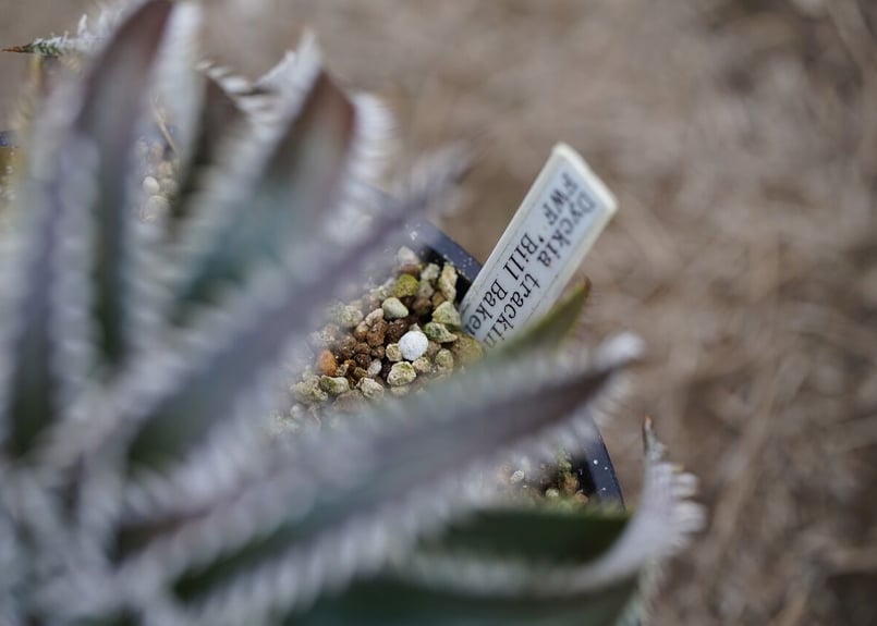 タグ付き ディッキア Dyckia tracking code GEE ⑴