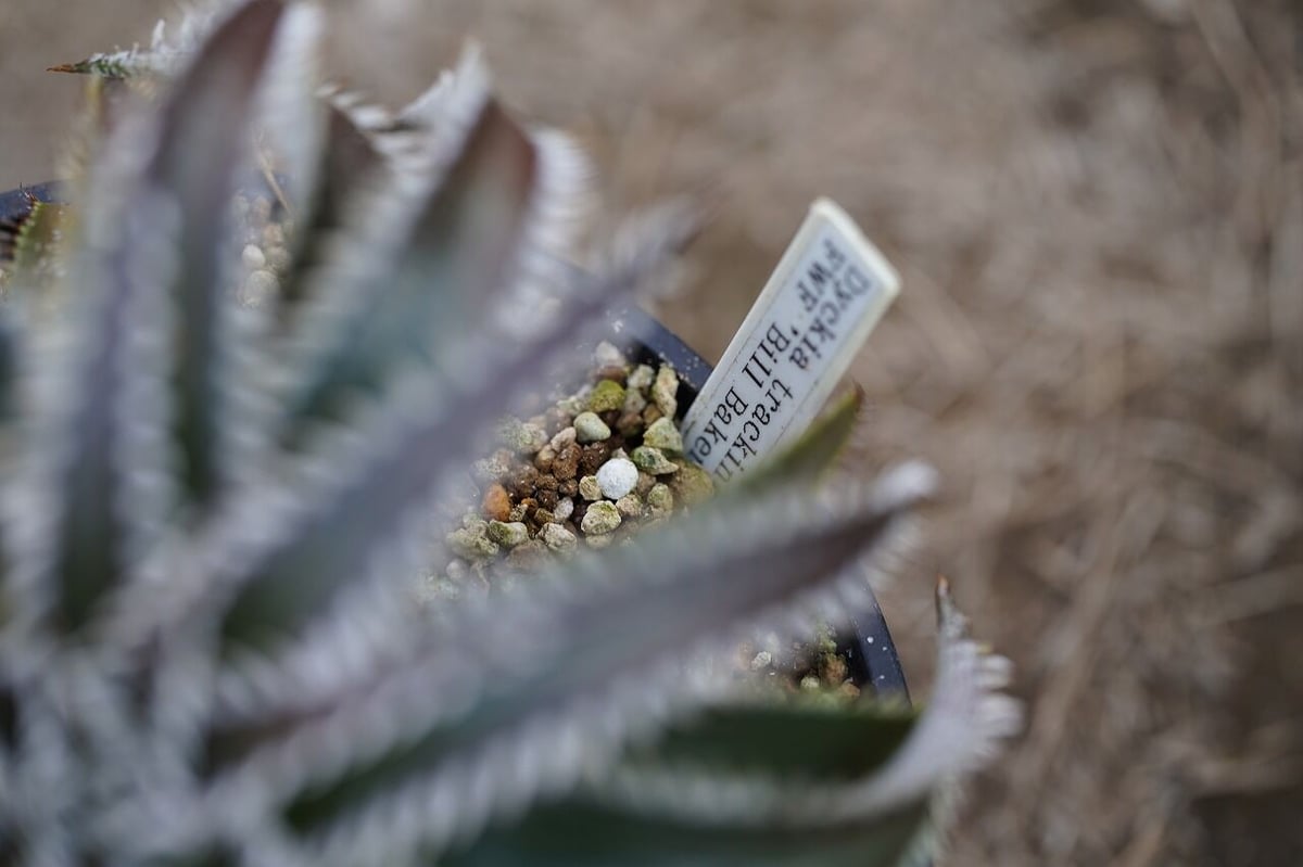 Dyckia tracking code FWF | mana's green:塊根植物販売| Dyckia tracking code FWF | mana's green:塊根植物販売|