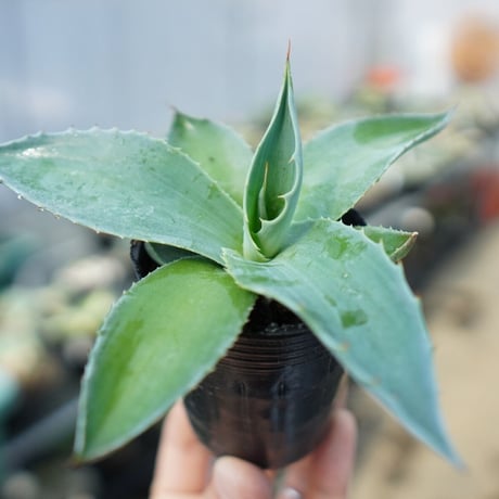 オバティフォリア | STORES