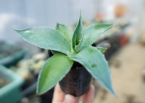 アガベ　オバティフォリア　Agave ovatifolia　No.5