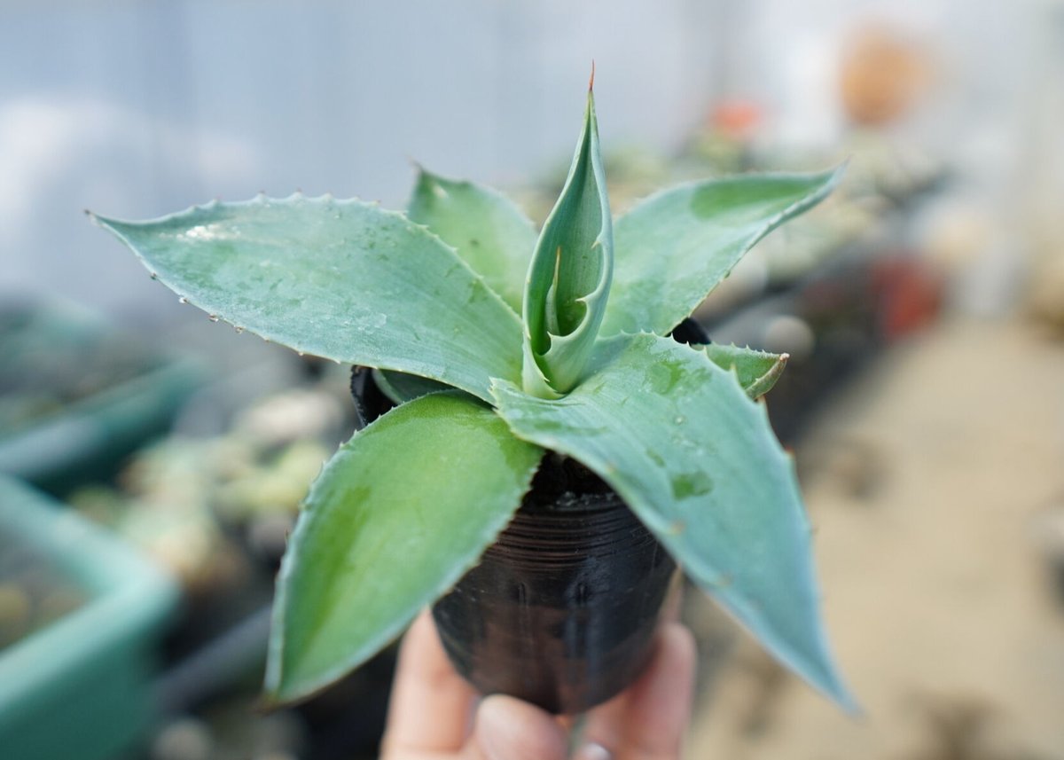 アガベオバティフォリア⑤ アガベ オバティフォリア Agave ovatifolia No.5 | mana's far