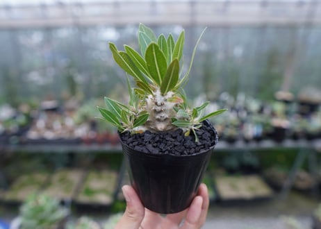 パキポディウム　ロスラツム　Pachypodium rosulatum  No.2