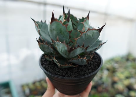 アガベ　チタノタ　 ブラックアンドブルー 　Agave titanota black and blue　NO.3