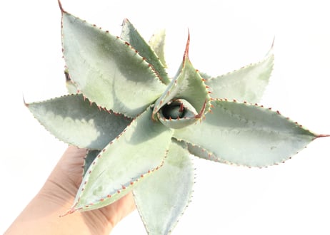 Agave pygmaea 'Dragon Toes'