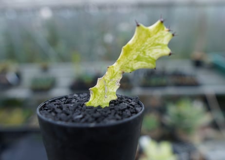 ユーフォルビア　イエローゴースト　Euphorbia lactea Yellow Ghost