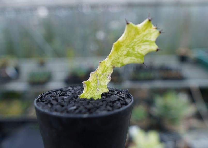 ユーフォルビア イエローゴースト Euphorbia lactea Yellow