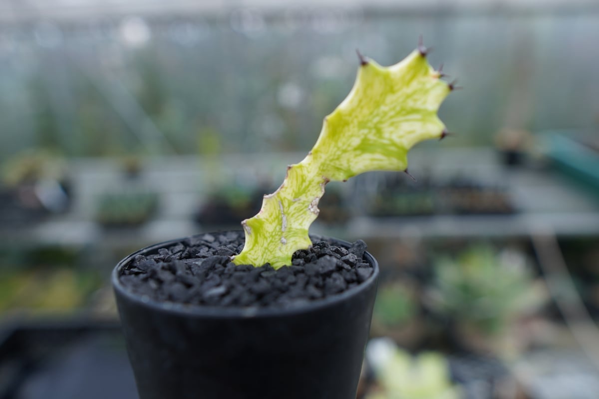 ⭐ユーフォルビア・イエローゴースト⭐ ユーフォルビア イエローゴースト Euphorbia lactea Yellow