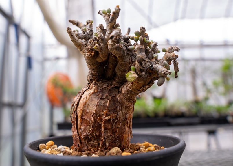 ケラリア ピグマエア　斑入り　レア？ ケラリア ピグマエア 斑入り レア？ ケラリアピグマエア斑入り