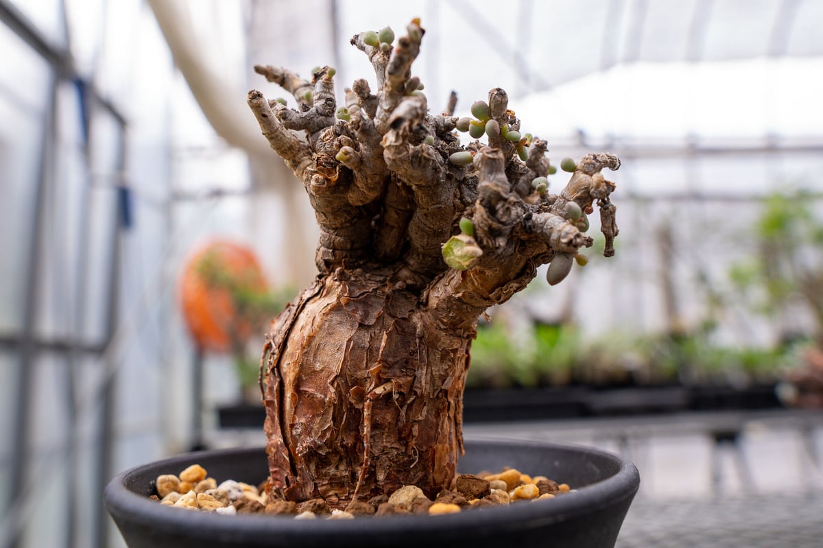 ケラリア ピグマエア | mana's farm:塊根植物・アガベ・ドライガーデン