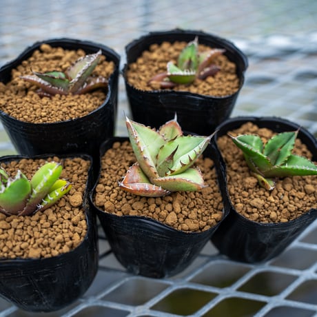 オテロイ | STORES