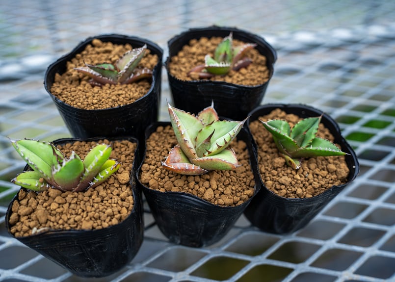 沖縄育ち アガベ実生スターターセット（5株） | mana's farm:塊根植物