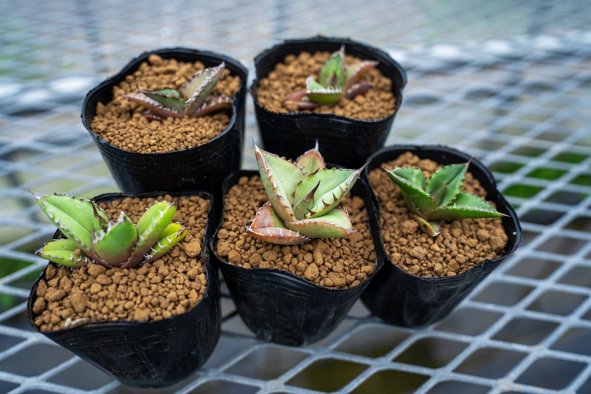 アガベ　実生株、3株セット 沖縄育ち アガベ実生スターターセット（5株） | mana's farm:塊根植物