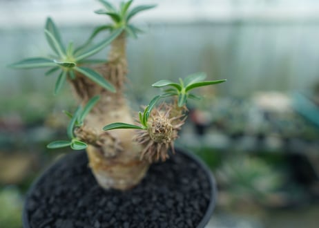 パキポディウム　デンシフローラム　Pachypodium densiflorum　No.2