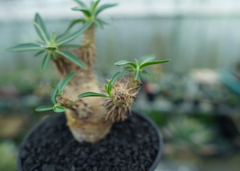 パキポディウム デンシフローラム Pachypodium densiflorum No.2 |