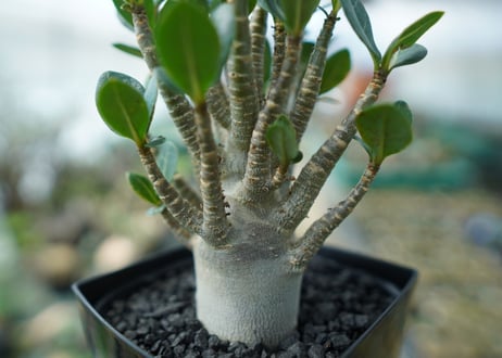 アデニウム　Adenium　No.1
