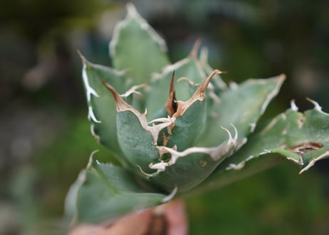 Agave titanota 白鯨 B NO.1